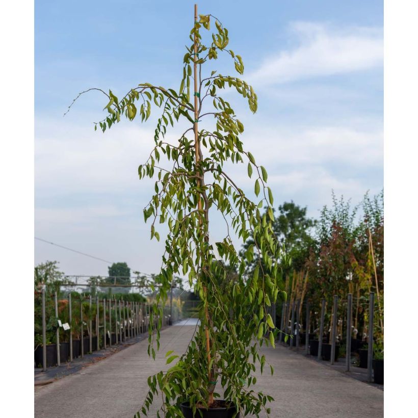 Ulmus glabra var. Pendula Mauro - Olmo di montagna piangente (Porto)