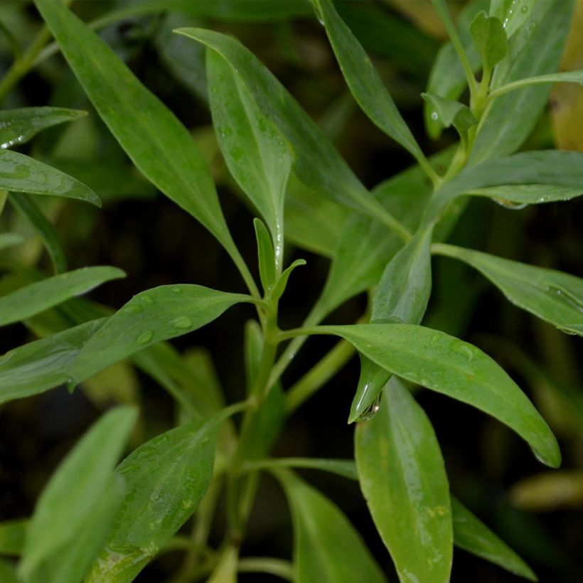 Centranthus ruber Albus - Valeriana bianca (Fogliame)