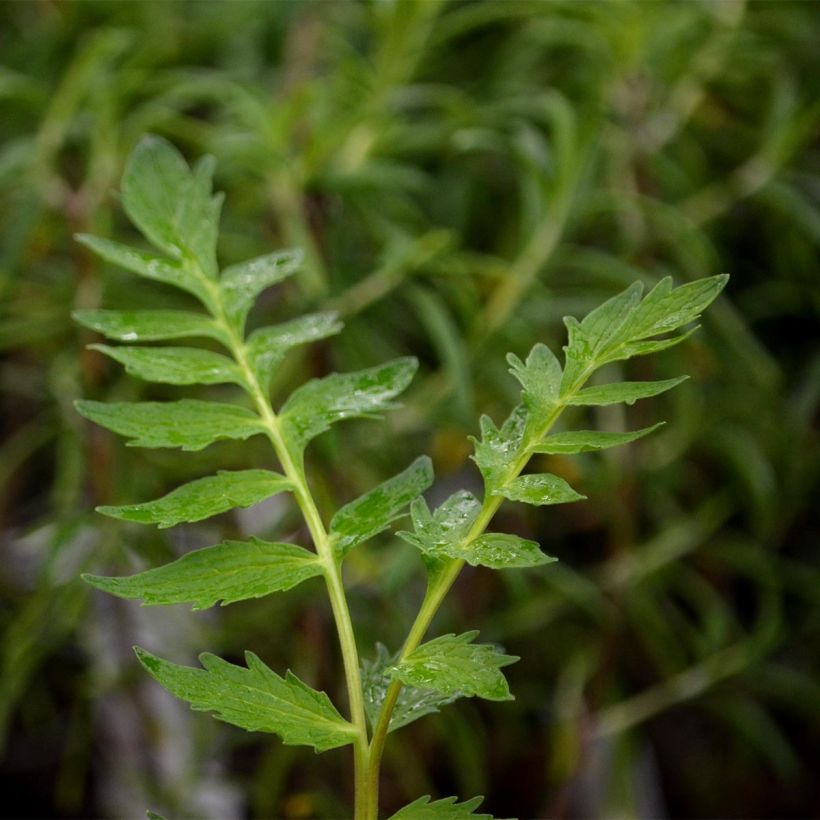 Valeriana officinalis - Valeriana comune (Fogliame)