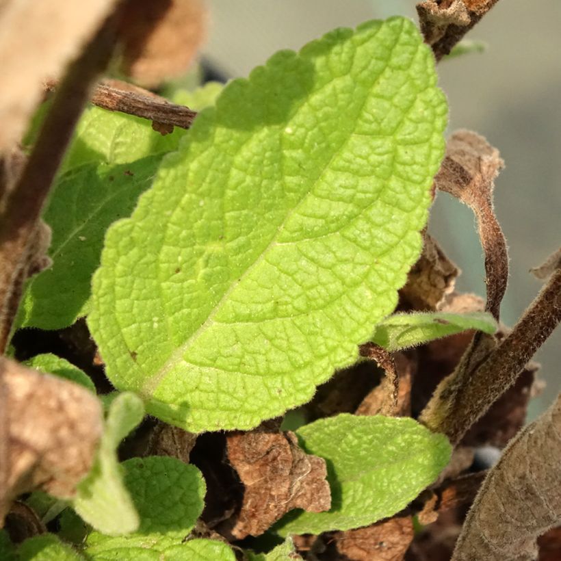 Verbascum Dark Eyes - Verbasco (Fogliame)