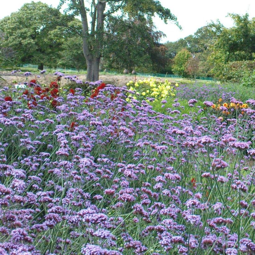 Verbena bonariensis - Verbena di Buenos Aires (Fioritura)