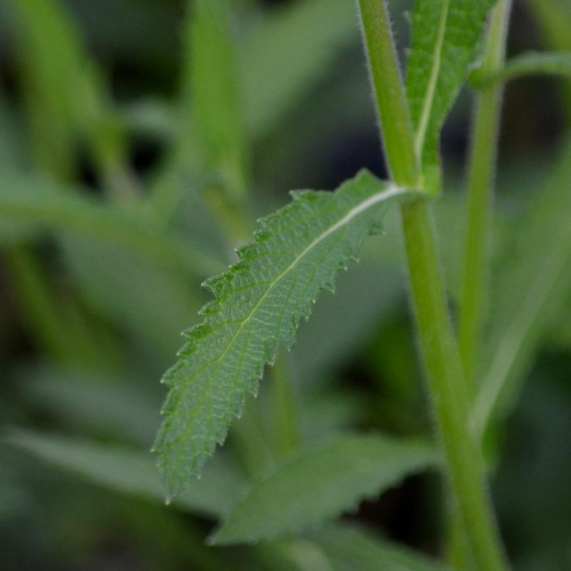 Verbena bonariensis - Verbena di Buenos Aires (Fogliame)