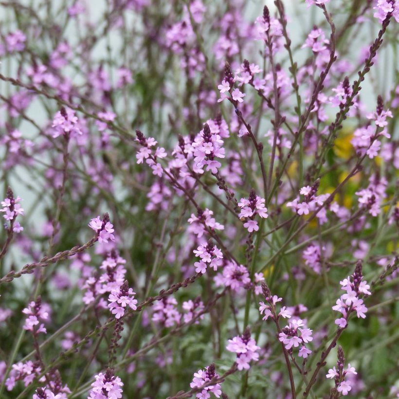 Verbena officinalis Bampton - Verbena comune (Fioritura)