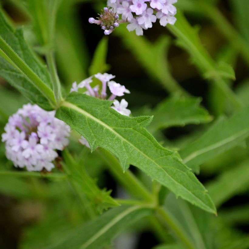 Verbena rigida Polaris (Fogliame)