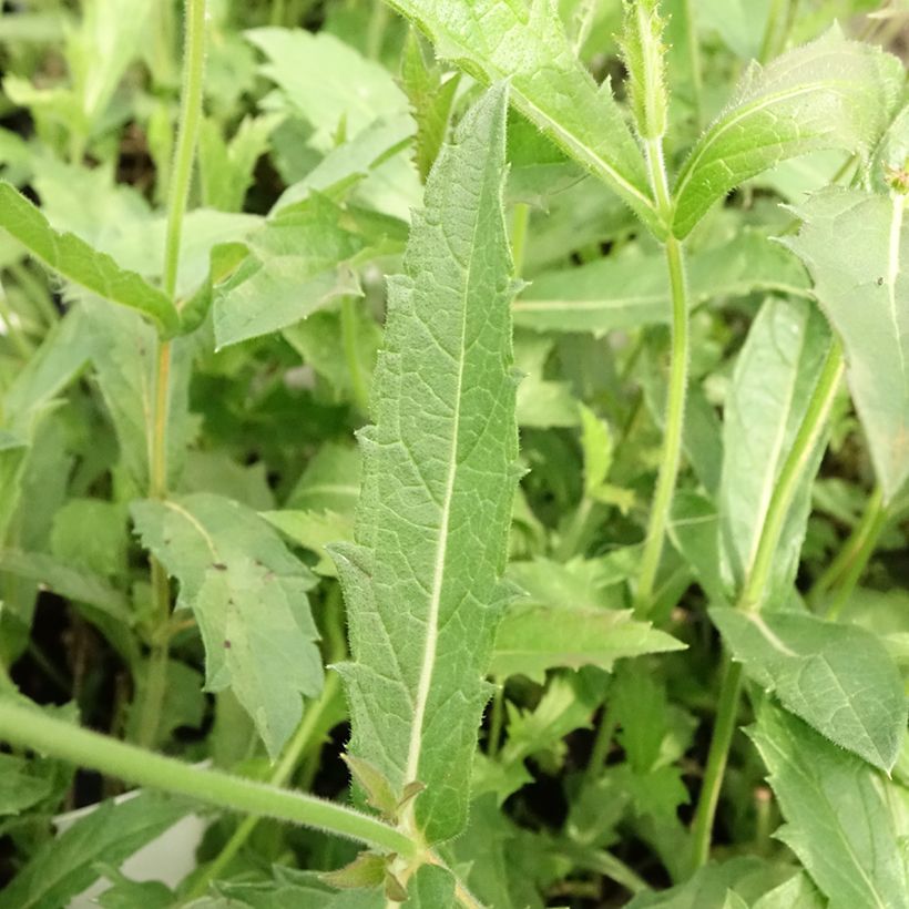 Verbena rigida Venosa (Fogliame)