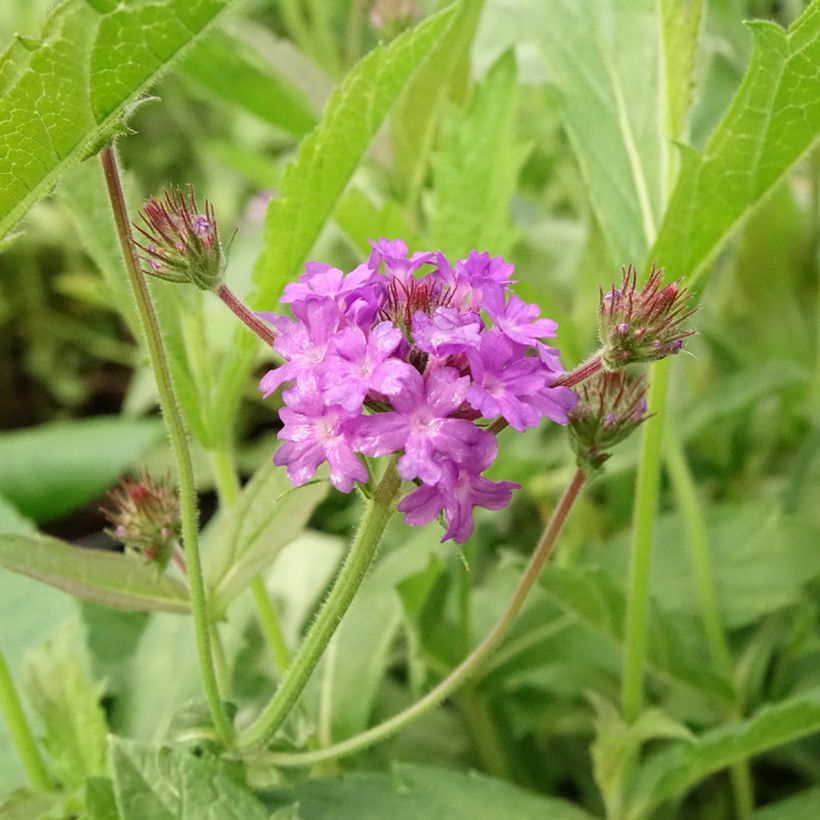 Verbena rigida Venosa (Fioritura)