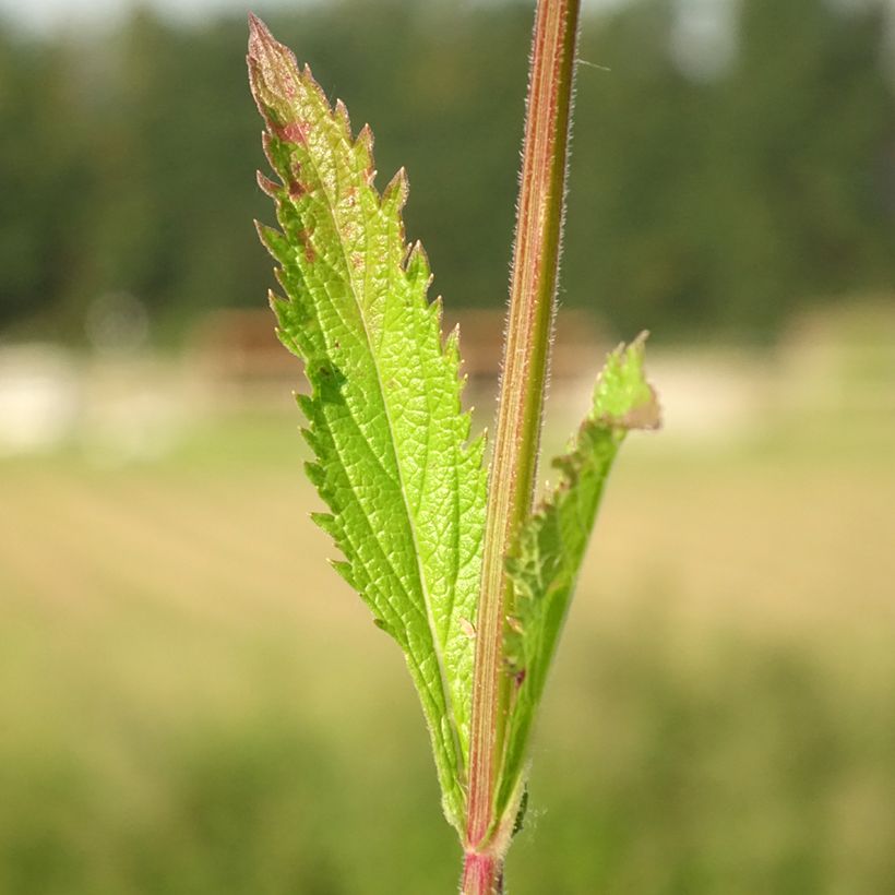 Verbena Lavender Spires (Fogliame)