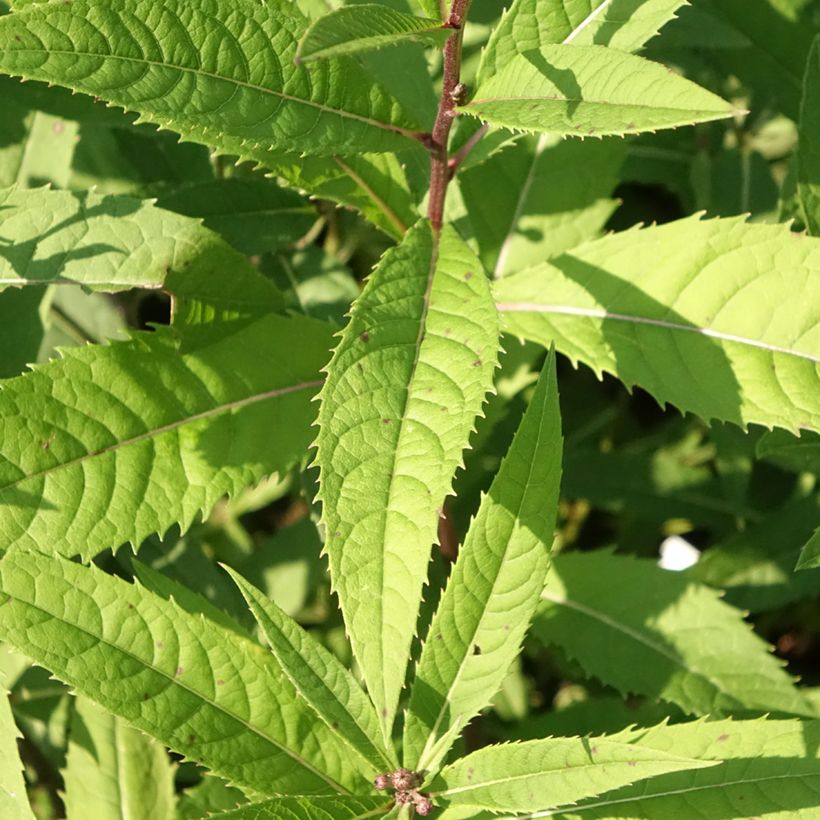 Vernonia arkansana (Fogliame)