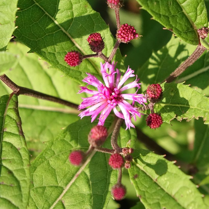 Vernonia arkansana (Fioritura)