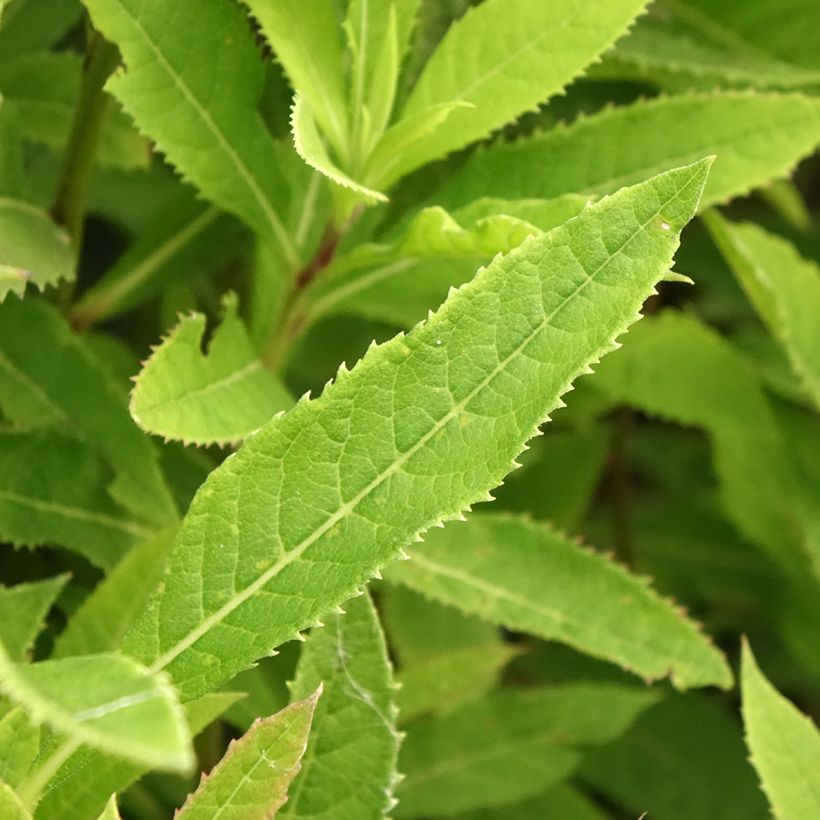 Vernonia crinita Vernonia crinita (Fogliame)