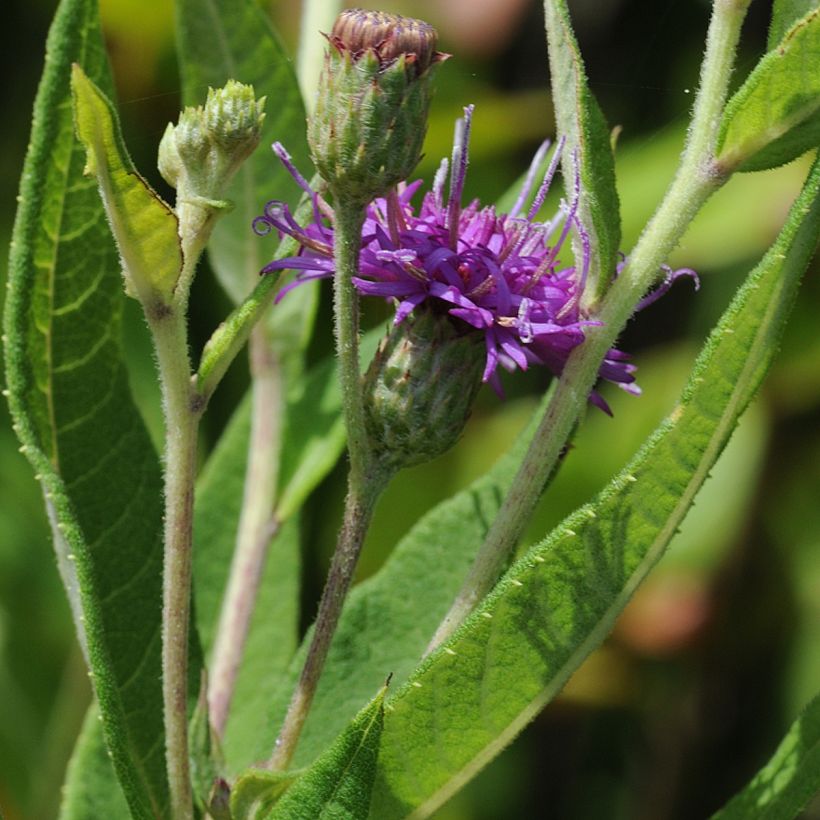 Vernonia gigantea (Fogliame)