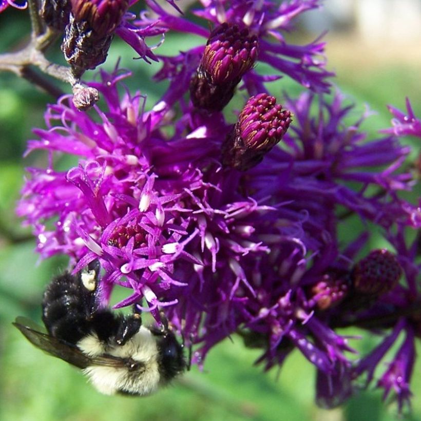 Vernonia gigantea (Fioritura)