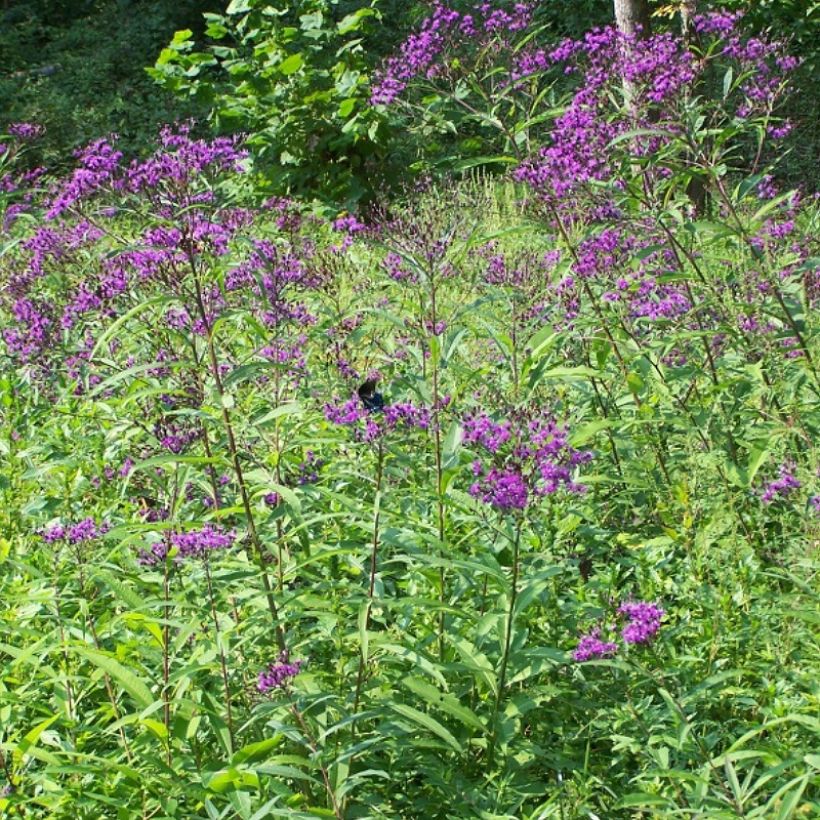 Vernonia gigantea (Porto)