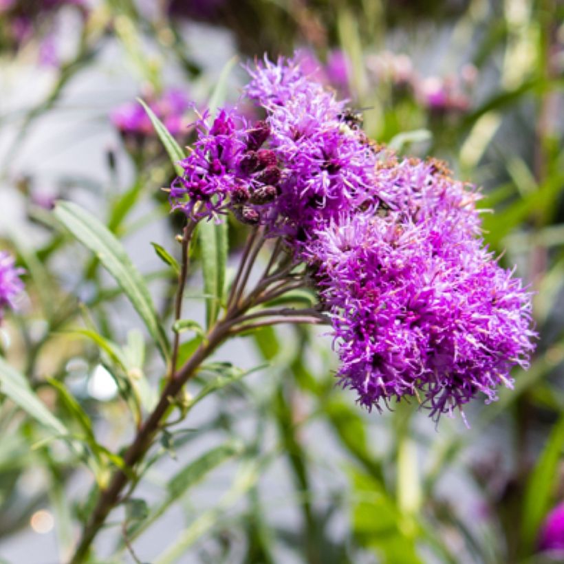 Vernonia lettermannii (Fioritura)