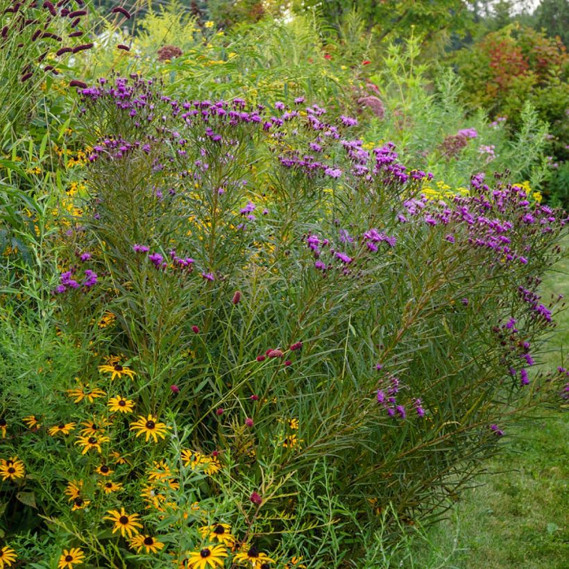 Vernonia lettermannii (Porto)