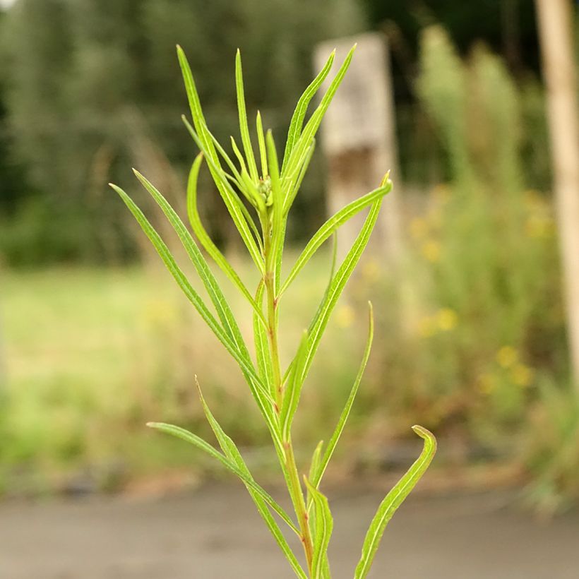 Vernonia lettermannii (Fogliame)