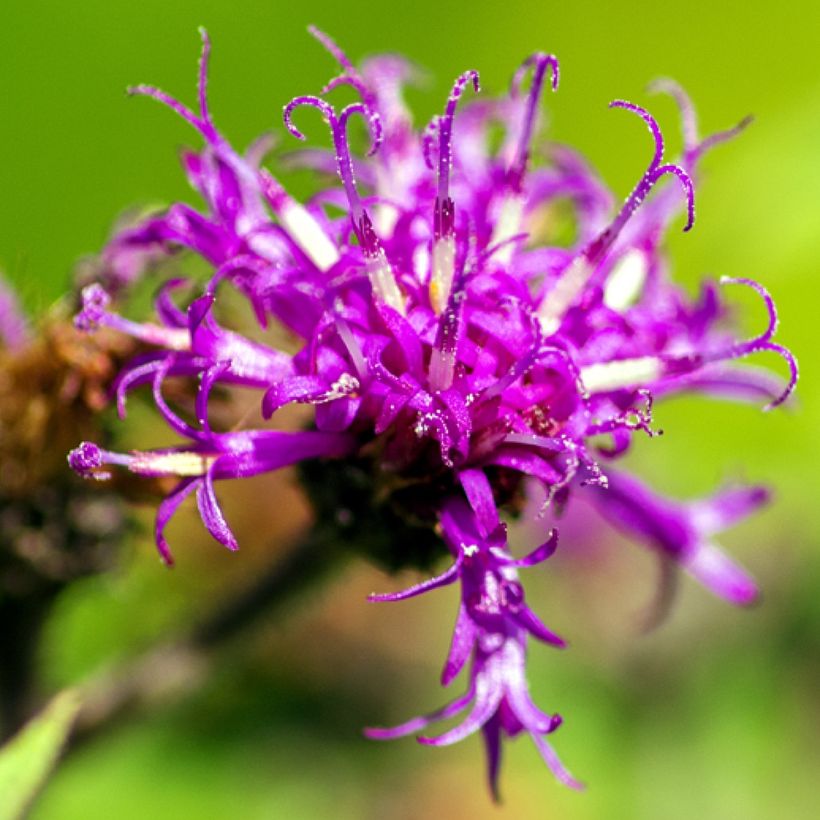 Vernonia missurica (Fioritura)