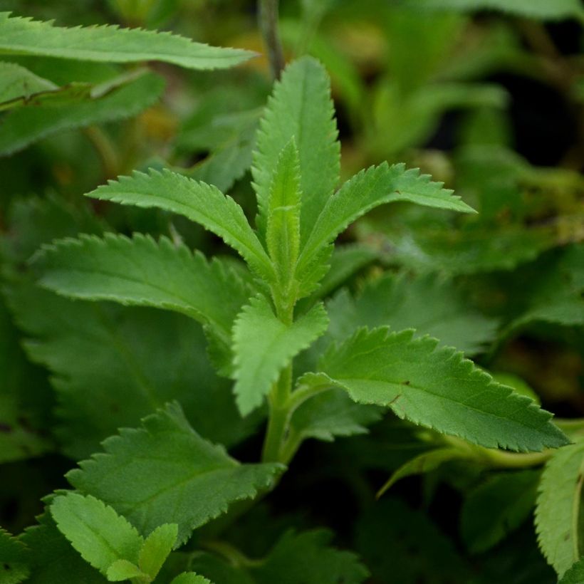 Veronica longifolia - Veronica a foglie lunge (Fogliame)