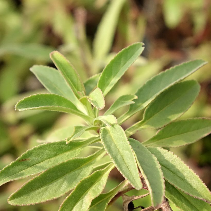 Veronica spicata Erika (Fogliame)