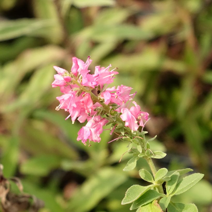 Veronica spicata Erika (Fioritura)