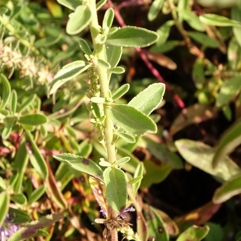 Veronica spicata Nana Blue (Fogliame)