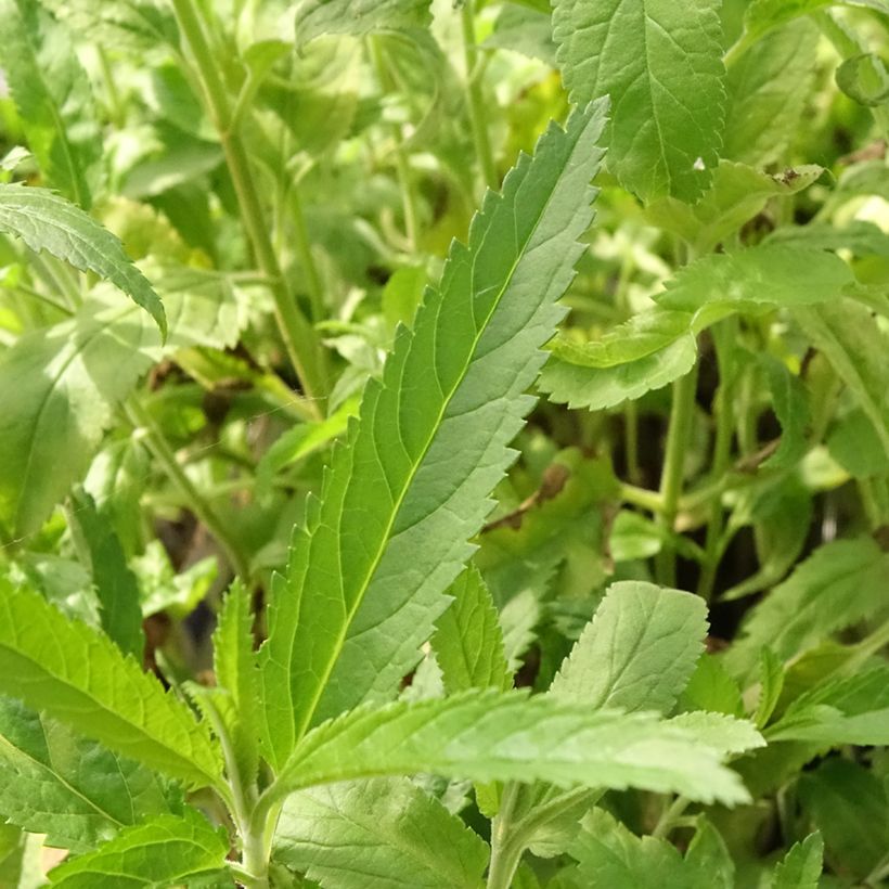 Veronica spicata Rotfuchs (Fogliame)