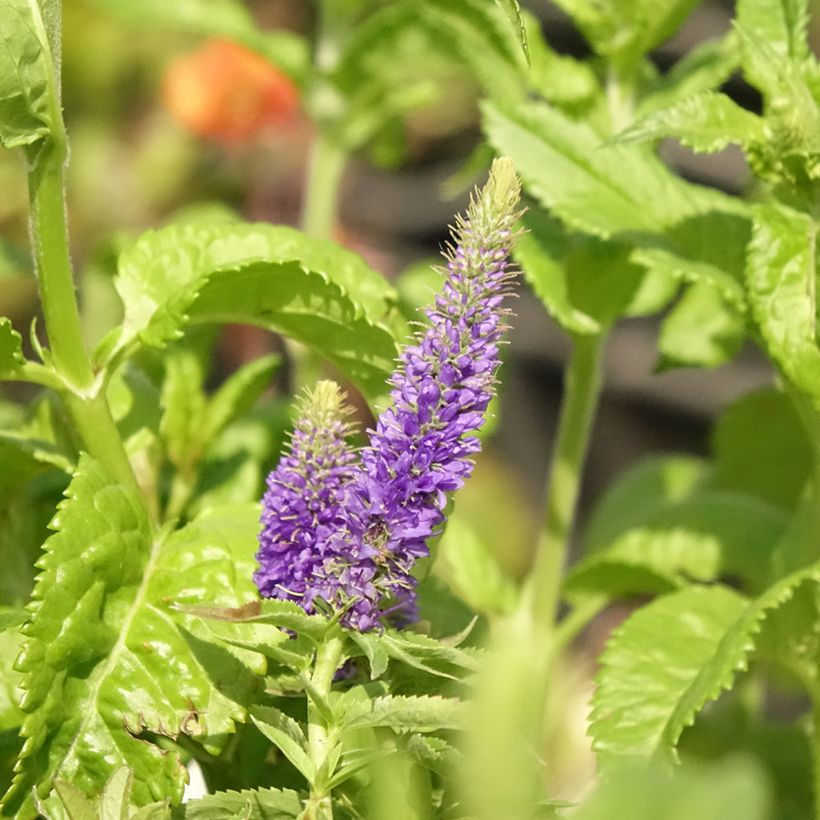 Veronica Sunny Border Blue (Fioritura)