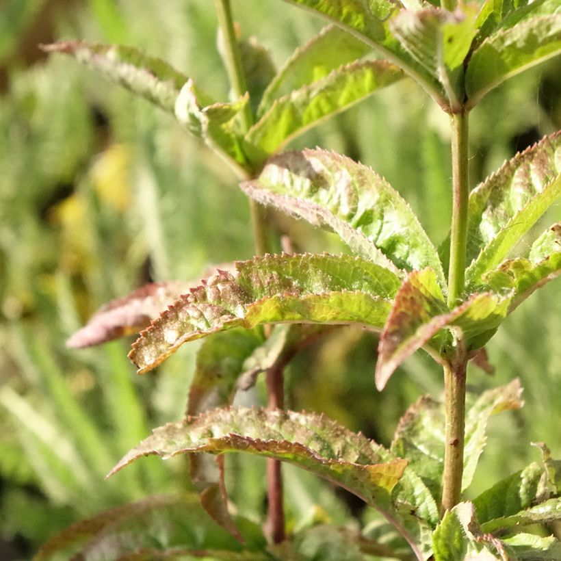 Veronicastrum virginicum Cupid (Fogliame)