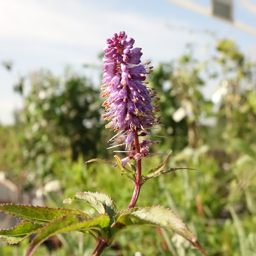 Veronicastrum virginicum Cupid (Fioritura)