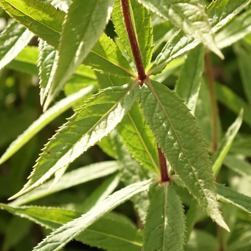 Veronicastrum virginicum Diane (Fogliame)