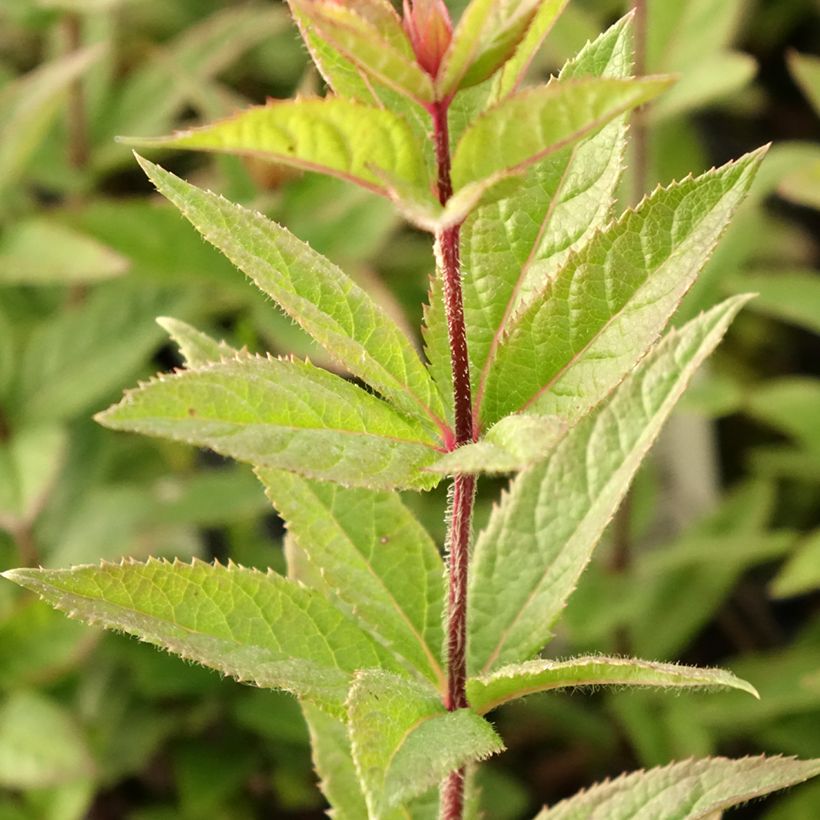 Veronicastrum virginicum Kleine Erika (Fogliame)