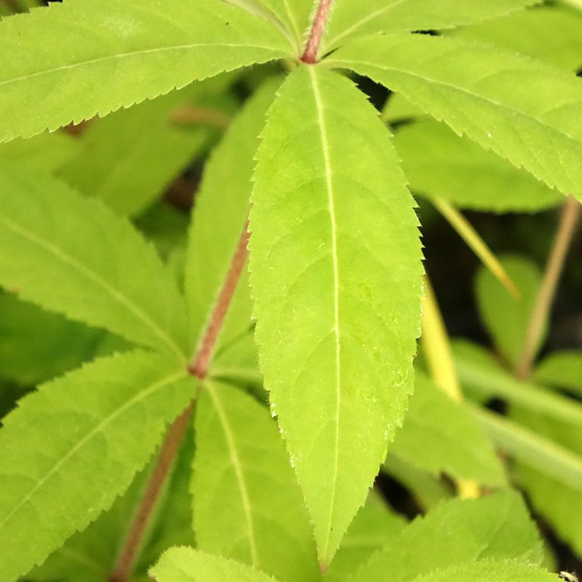 Veronicastrum virginicum Temptation (Fogliame)