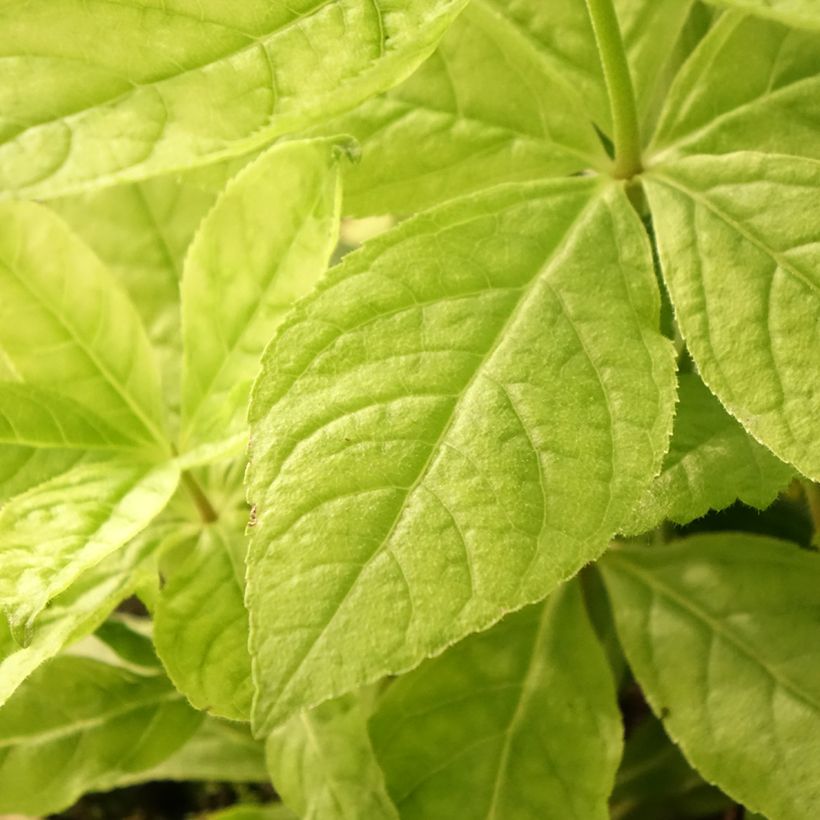 Veronicastrum virginicum Apollo (Fogliame)