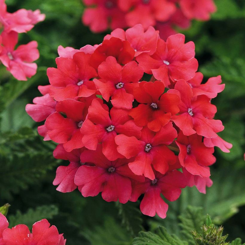 Verbena Endurascape Hot Pink (Fioritura)