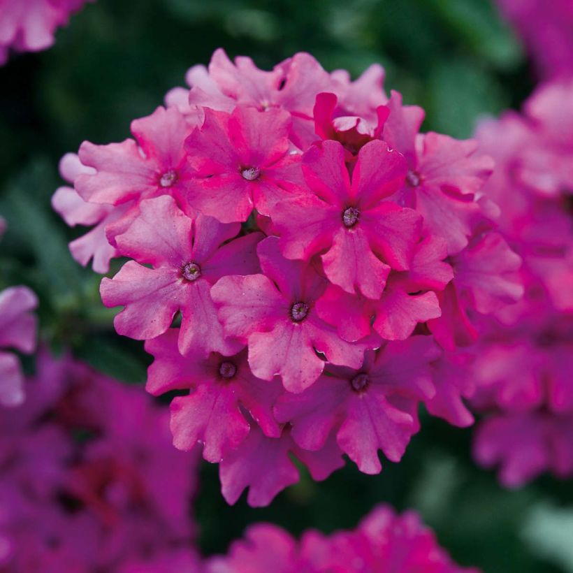 Verbena Endurascape Magenta (Fioritura)