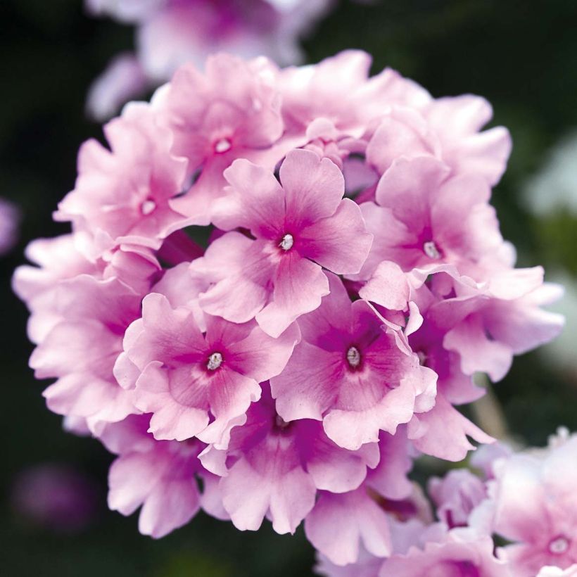 Verbena Endurascape Pink Bicolour (Fioritura)