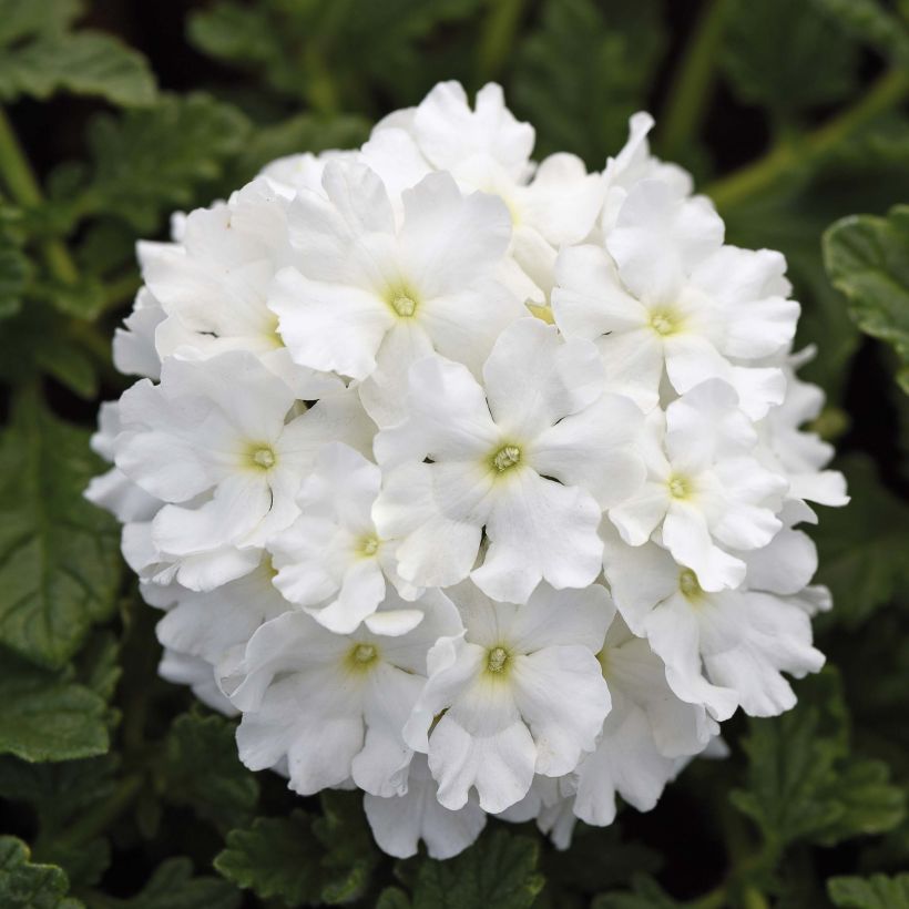 Verbena Endurascape White (Fioritura)