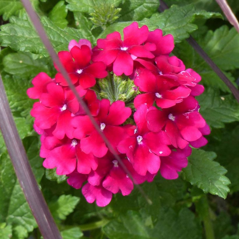 Verbena Virgo Burgundy (Fioritura)