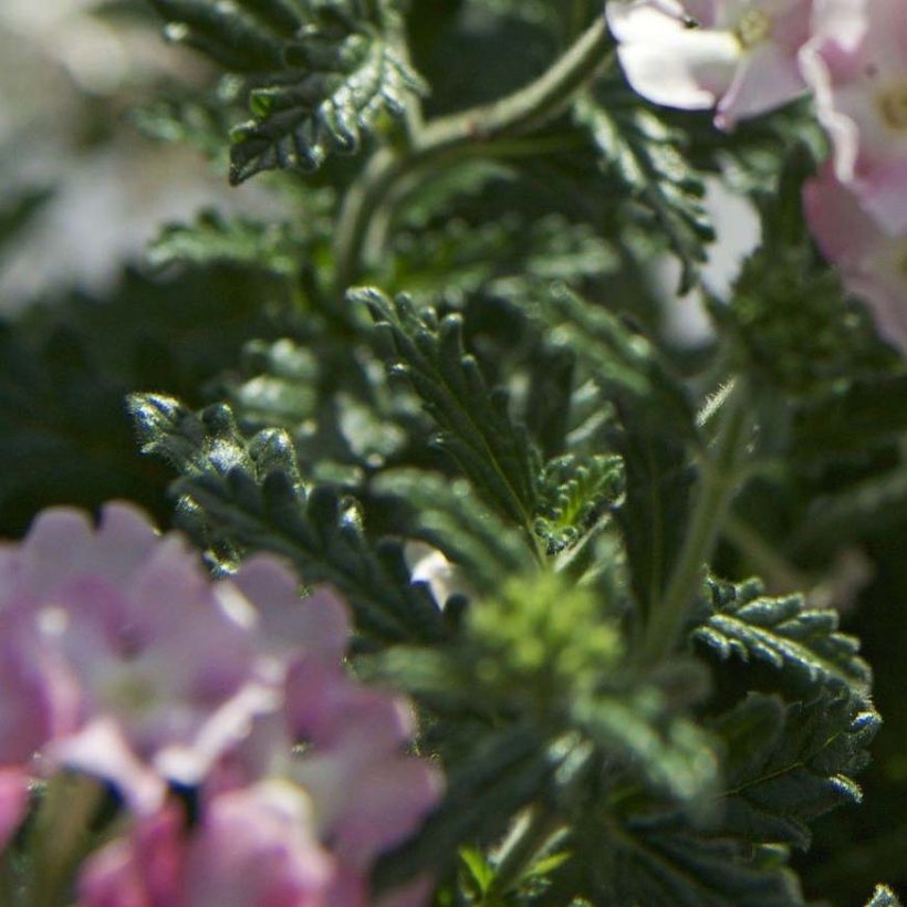 Verbena Estrella Pink Ballet (Fogliame)