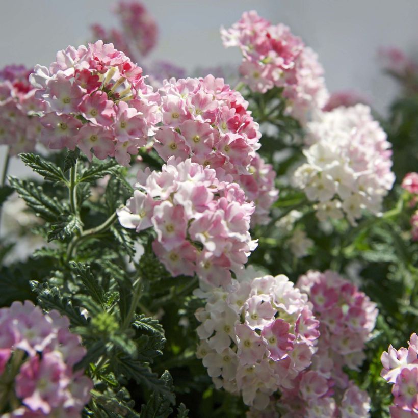 Verbena Estrella Pink Ballet (Fioritura)