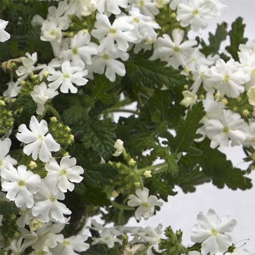 Verbena Virgo White (Fogliame)