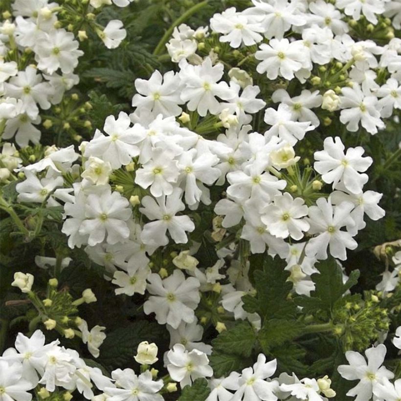 Verbena Virgo White (Fioritura)