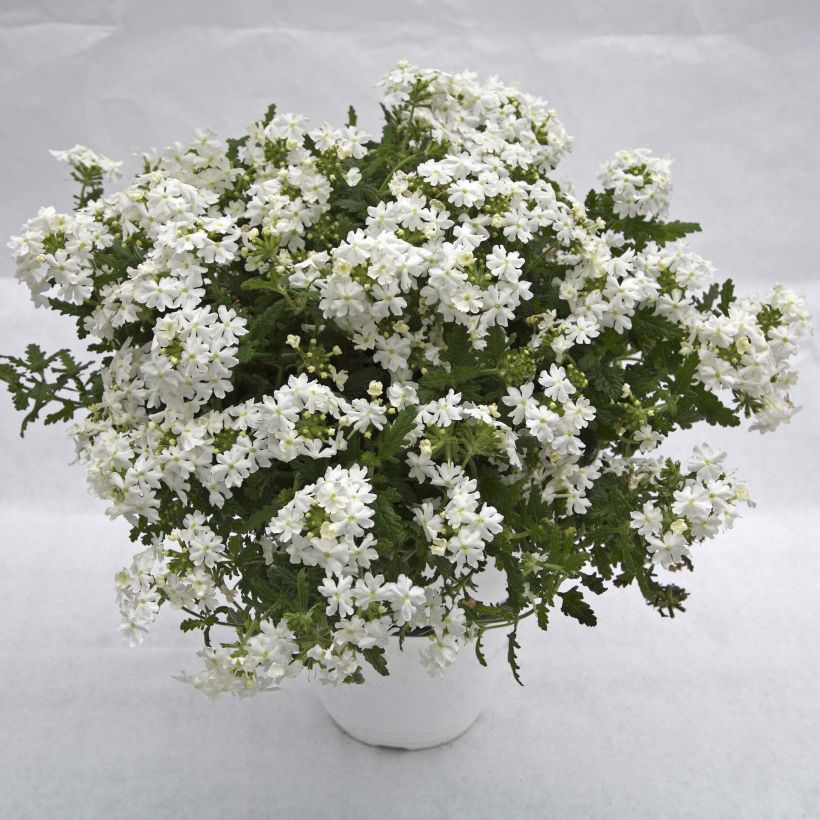 Verbena Virgo White (Porto)