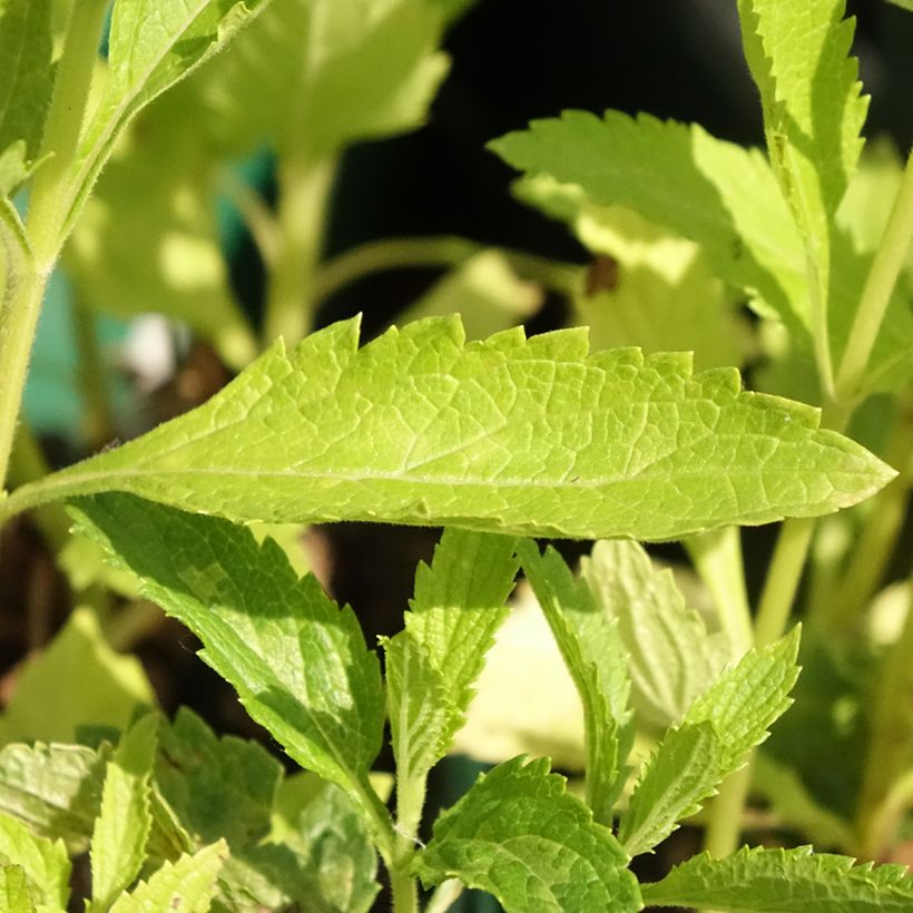 Verbena hastata White Spires (Fogliame)