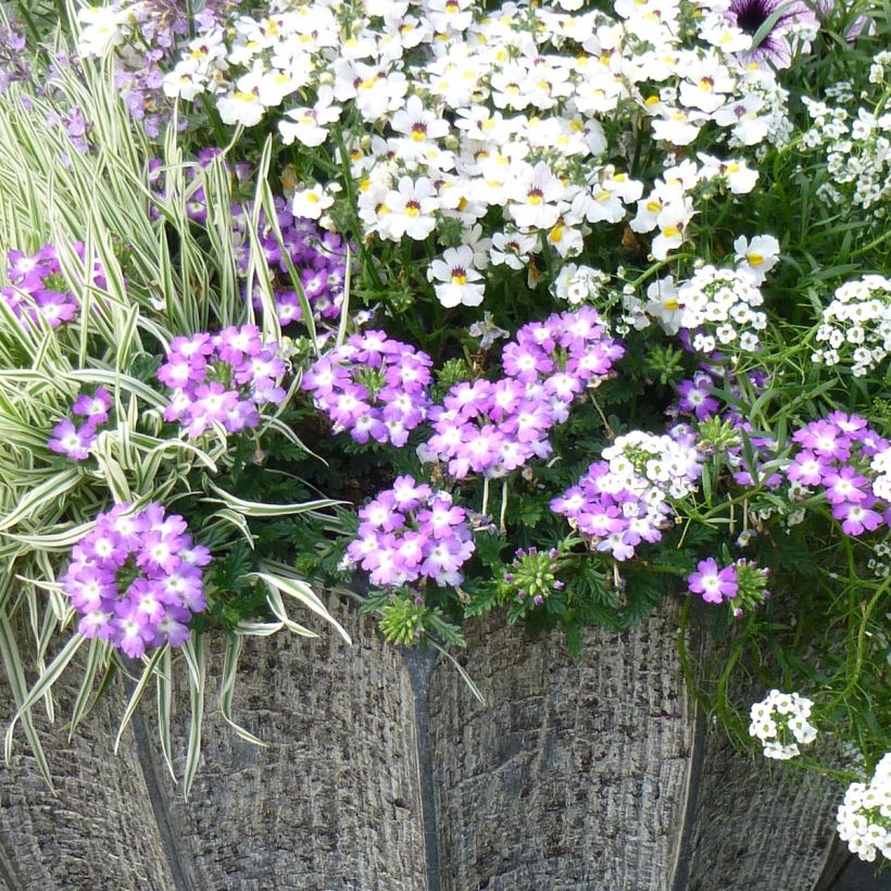 Verbena Lavender White (Porto)