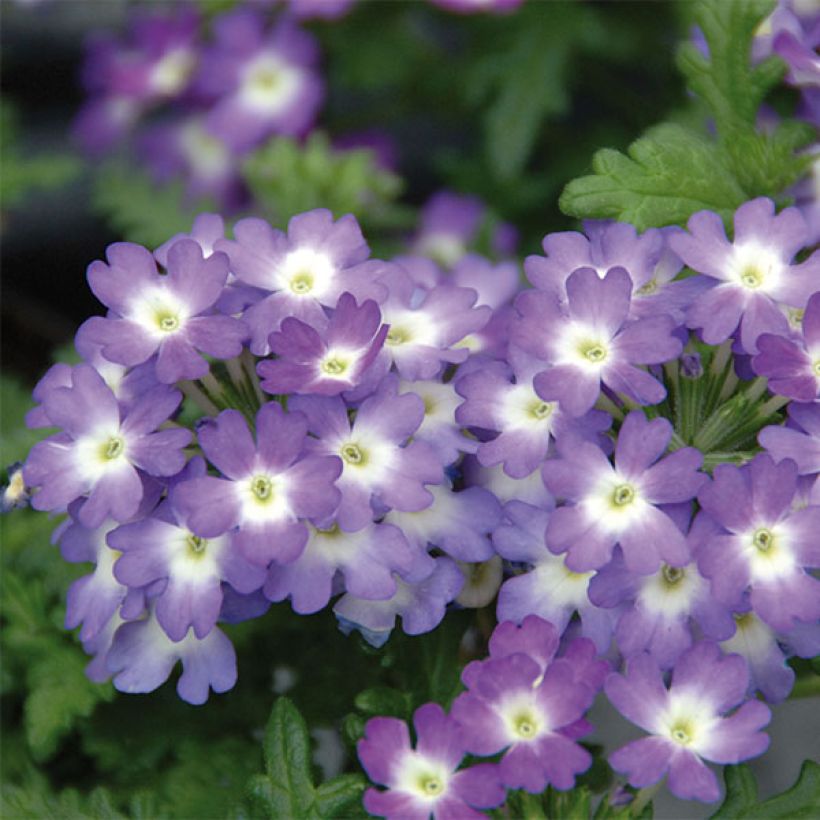 Verbena Lavender White (Fioritura)