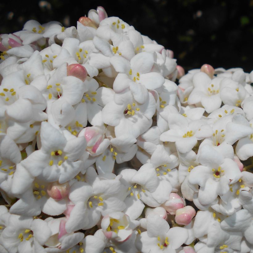 Viburnum carlcephalum (Fioritura)