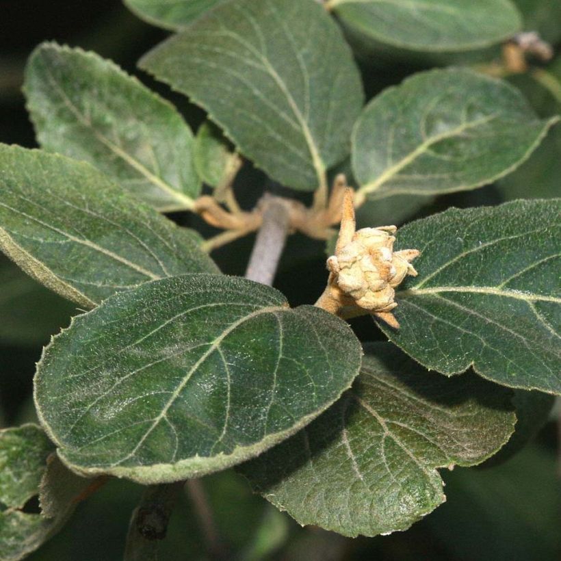 Viburnum carlcephalum (Fogliame)