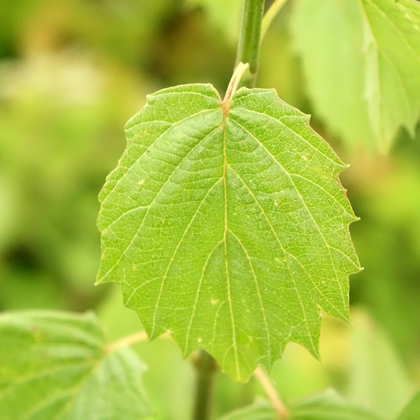 Viburnum dentatum Blue Muffin (Fogliame)