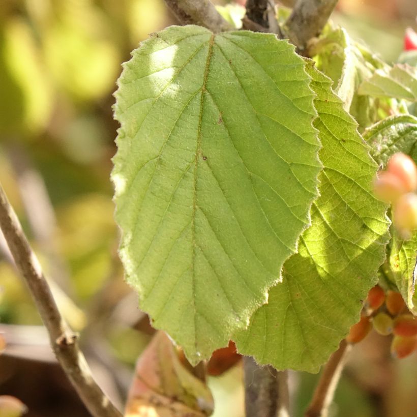 Viburnum dilatatum Michael Dodge (Fogliame)